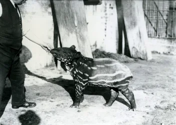 Un giovane tapiro malese con il custode allo Zoo di Londra, 18 ottobre 1921